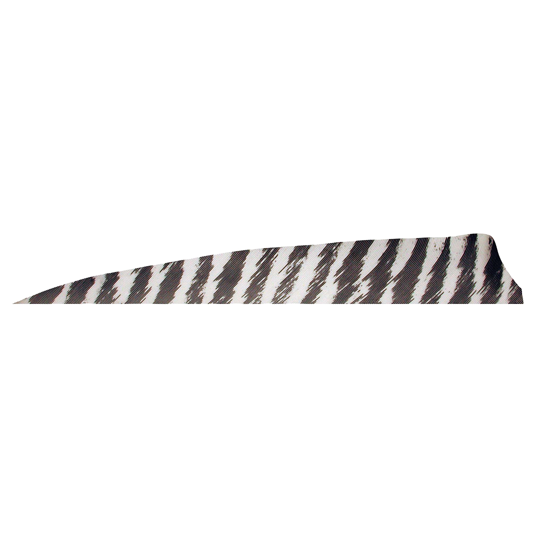 Gateway Feather 4" Shield RW Barred – Bild 5