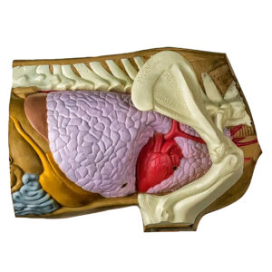 Rinehart 3D Target Anatomy/Shot Placement